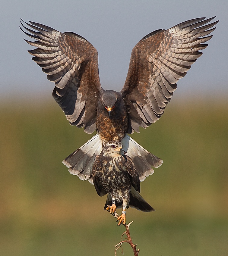 In the wings of Love von Fabiola Forns