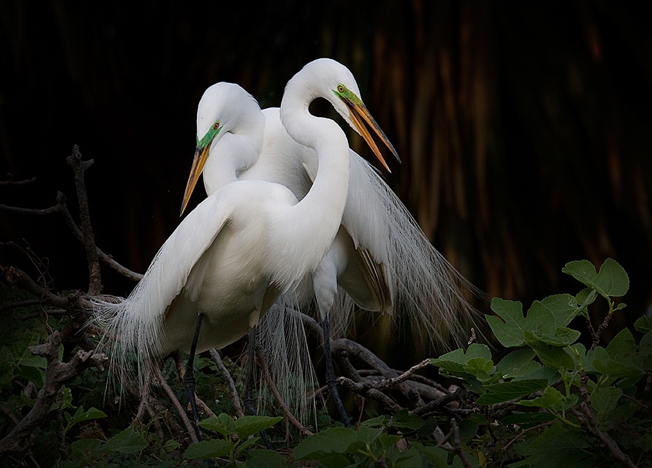Lovers von Fabiola Forns