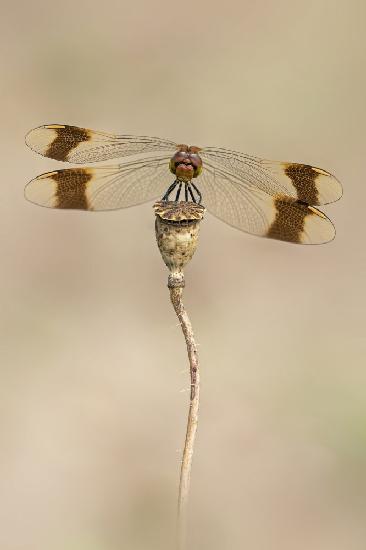 Banded Darter