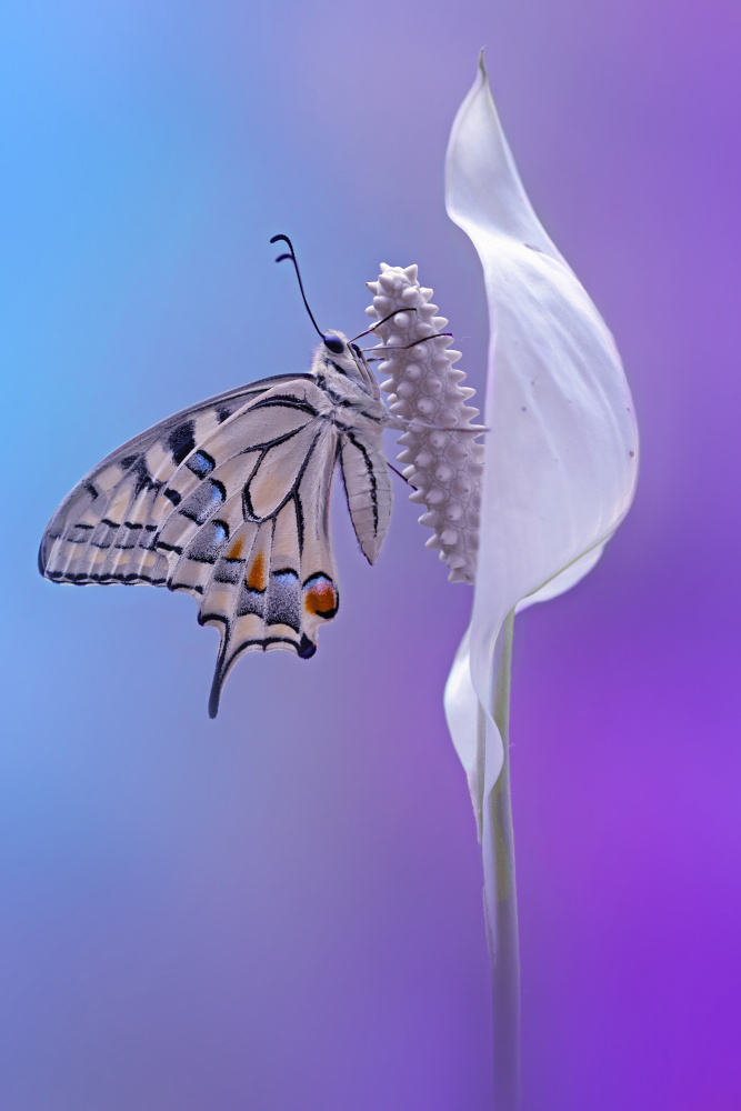 machaon butterfly von Fabrizio Daminelli