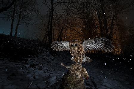 Tawny owl red in a snow storm