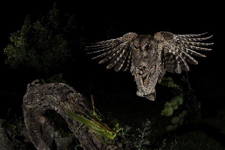 Scops owl
