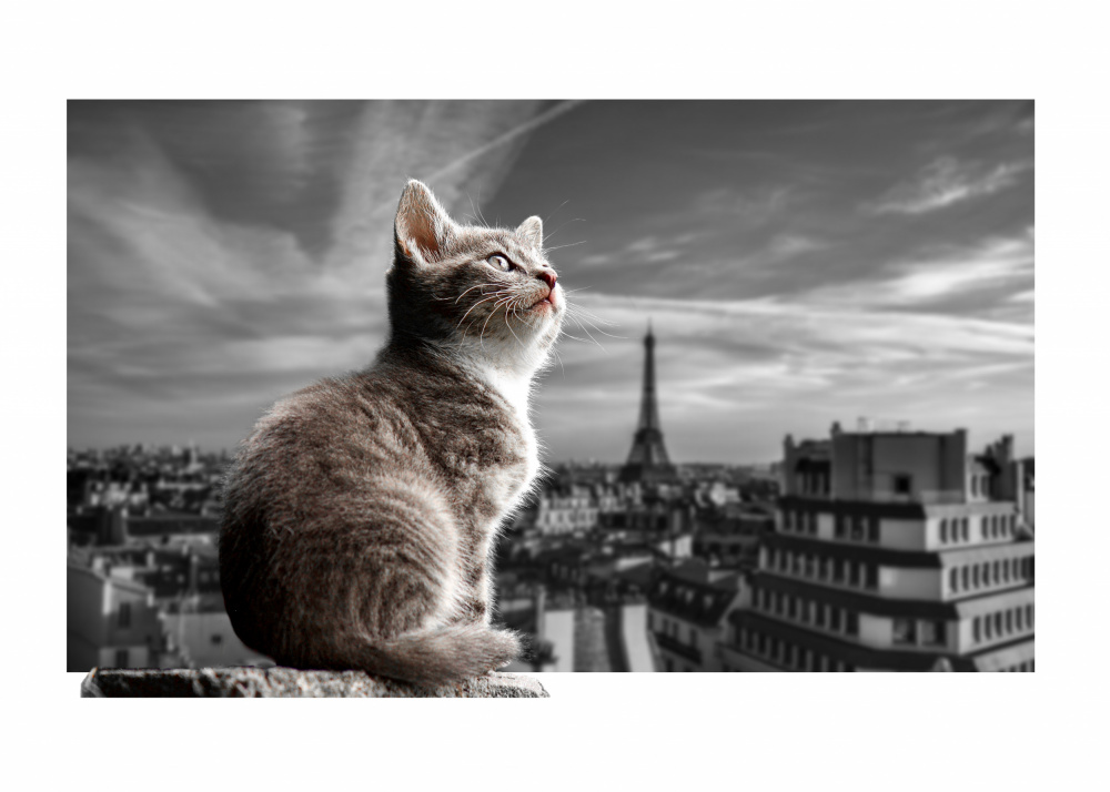 The Eiffel Cat von Fadil Roze