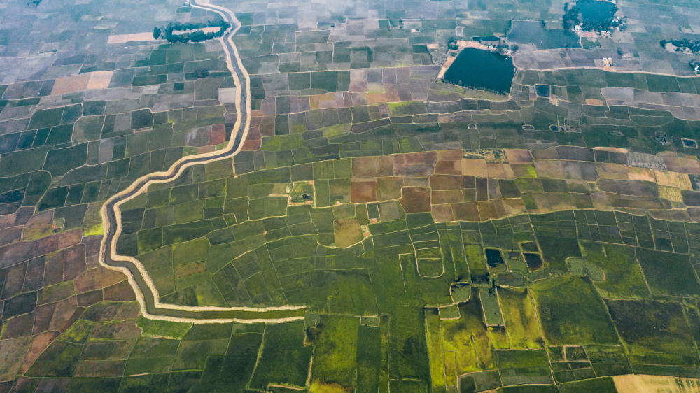 Paddy fields in Bangladesh von Fahad Ahmed