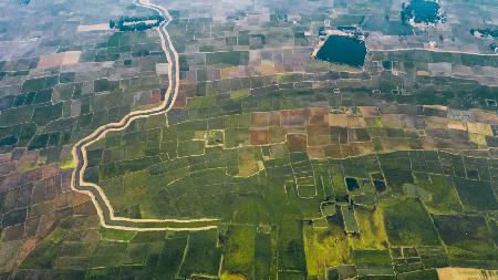Paddy fields in Bangladesh