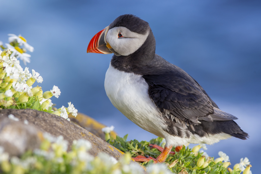 Puffin von Fahri Tunc