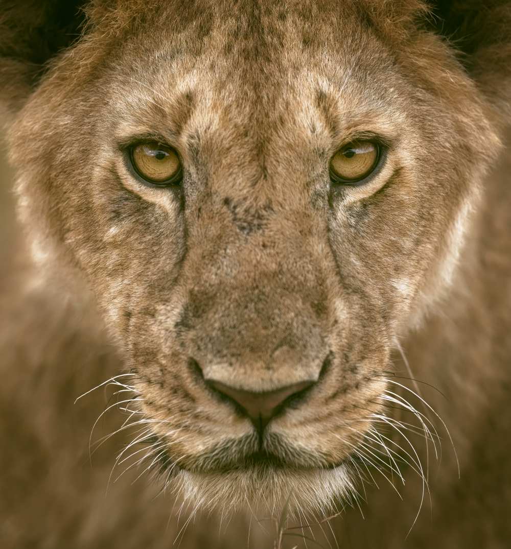 Contact Eyes von Faisal ALnomas