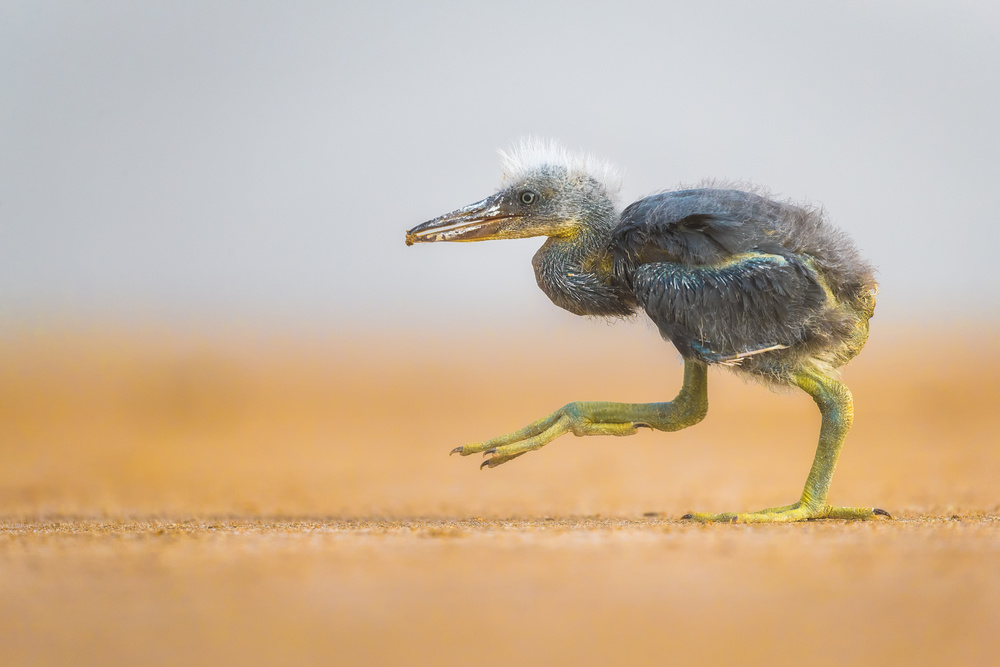 Stealth von Faisal ALnomas