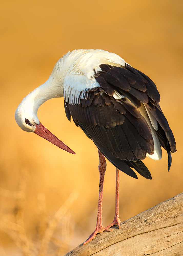 Is It Good ? von Faisal ALnomas