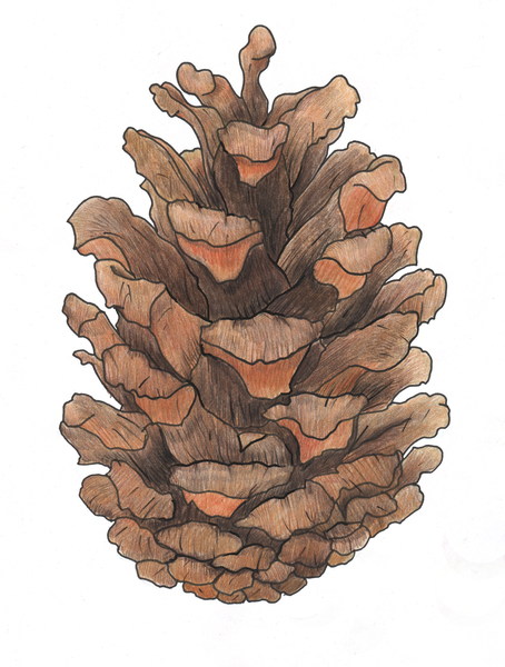 Pine Cone Study von Faisal Khouja