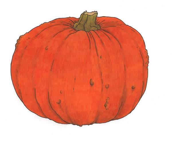 Pumpkin study von Faisal Khouja