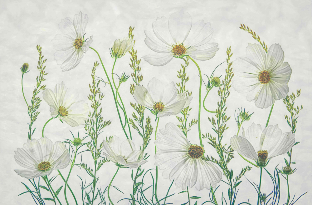 Cosmos Garden von Fangping zhou