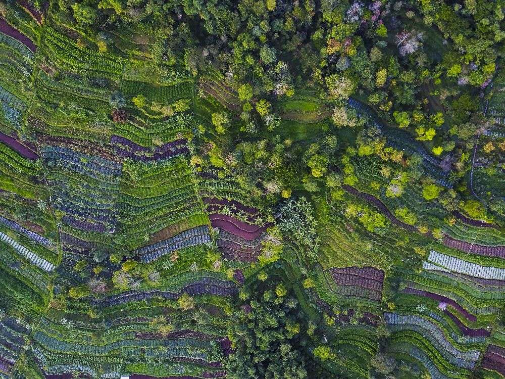 Muster von Farid Yuwono