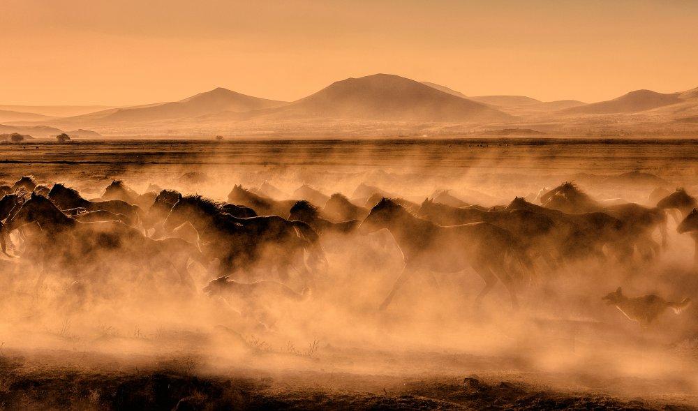 Atlar... von Fatma Barlas Özkavalcıoğlu