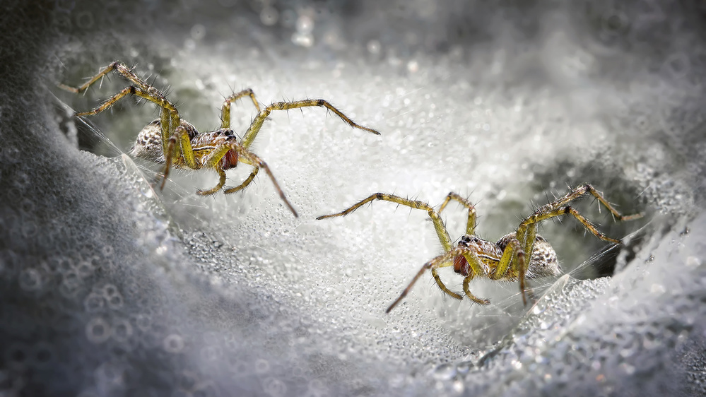 Face To Face von Fauzan Maududdin