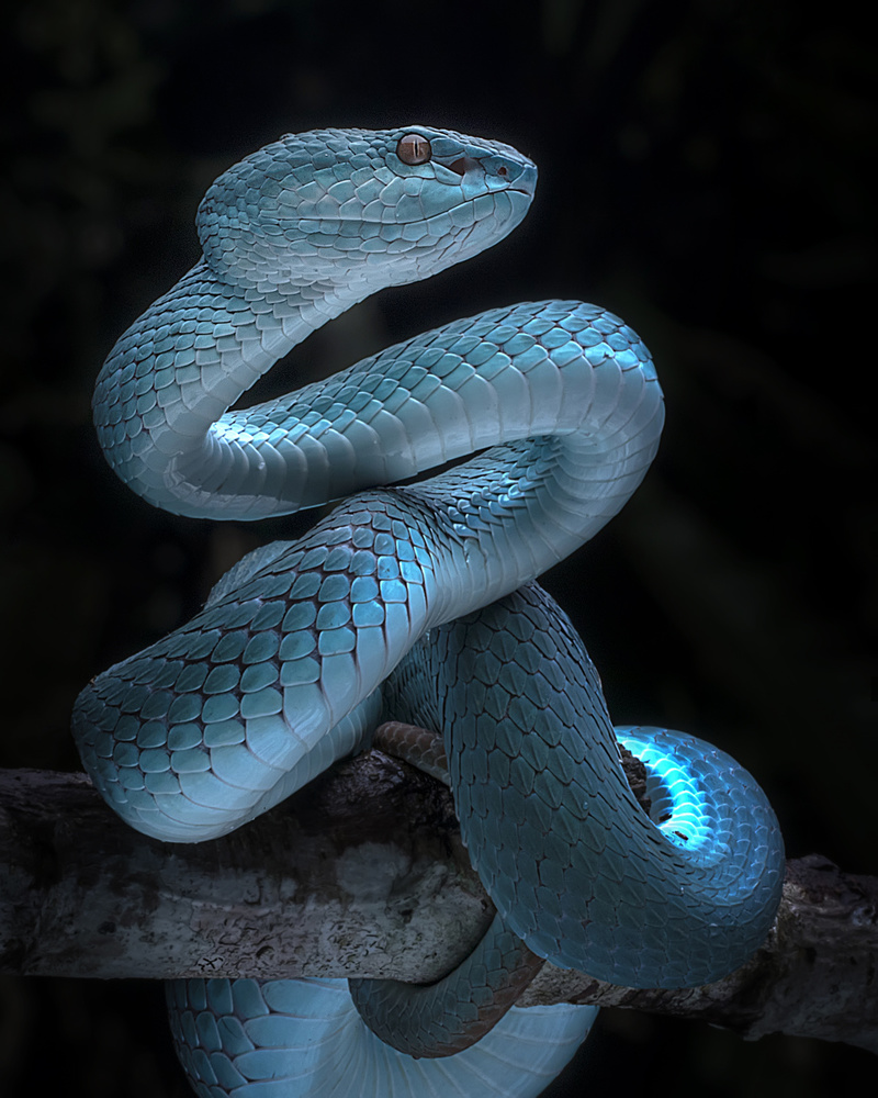 Blue Viper Full Awareness von Fauzan Maududdin