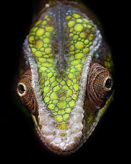 Chameleons Head