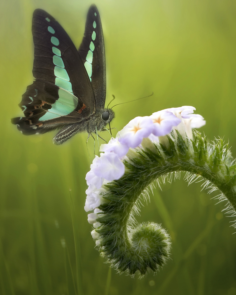 The Butterfly and The Flowers von Fauzan Maududdin