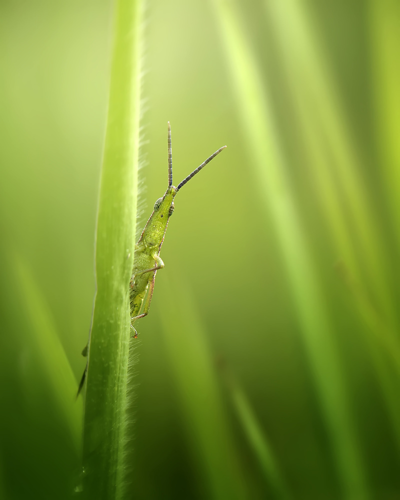 The Smiling Grasshopper von Fauzan Maududdin