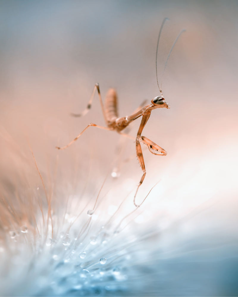The Dancing Mantis von Fauzan Maududdin