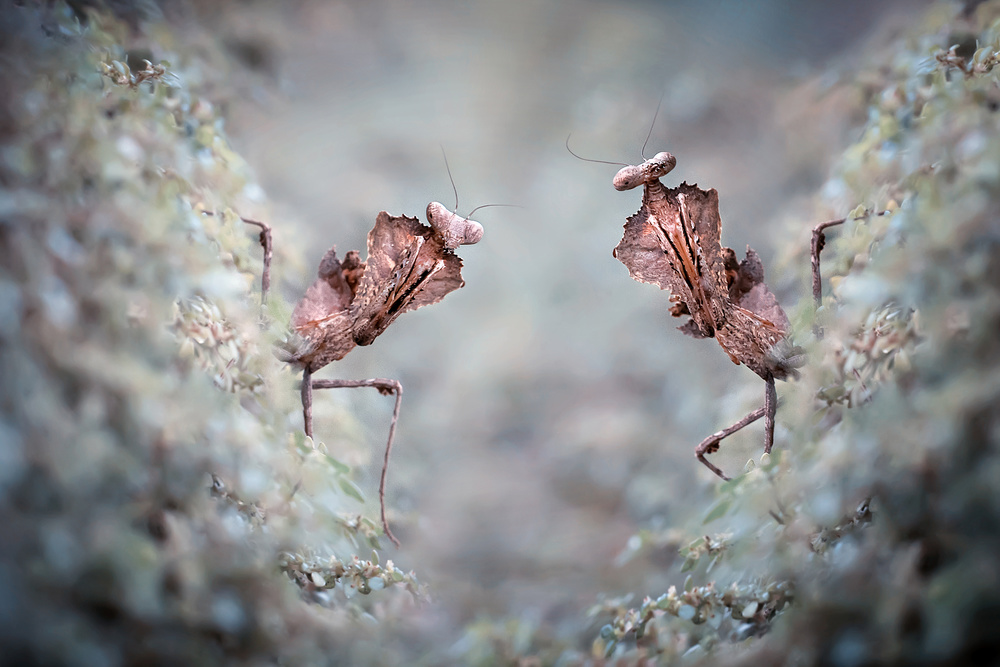 The Two Guards von Fauzan Maududdin