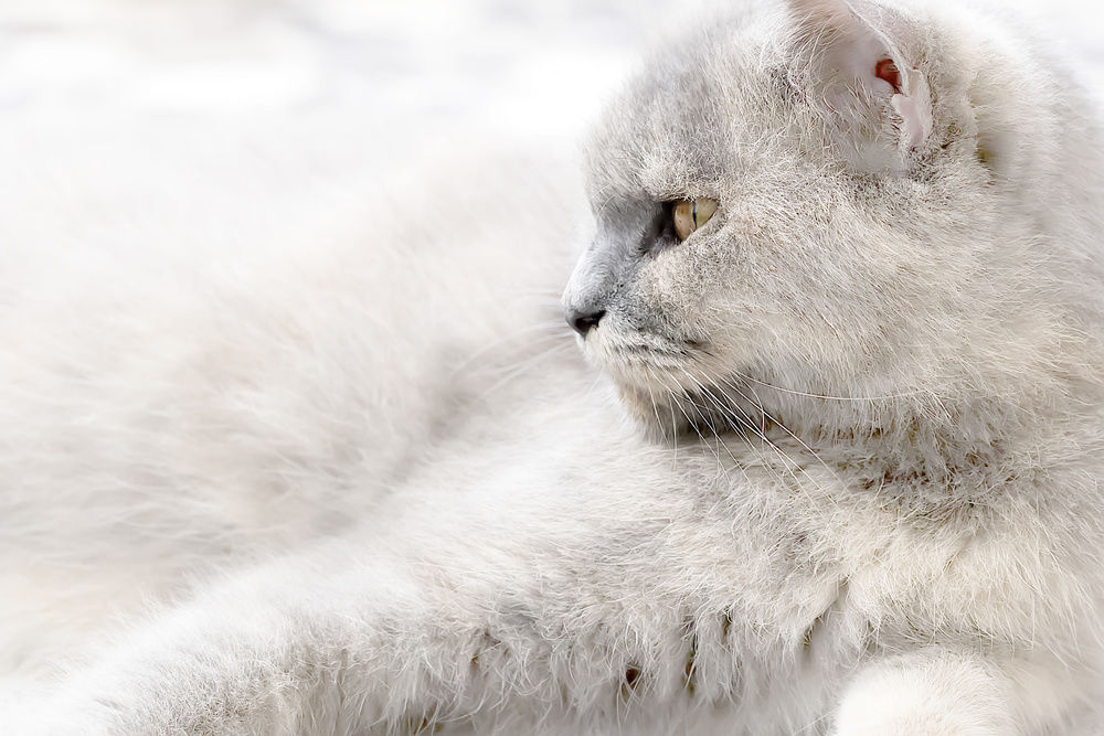 Straight Look of Memey von Fauzan Maududdin