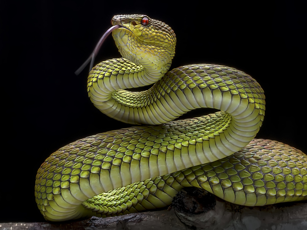 Golden Venomous Viper Snake von Fauzan Maududdin