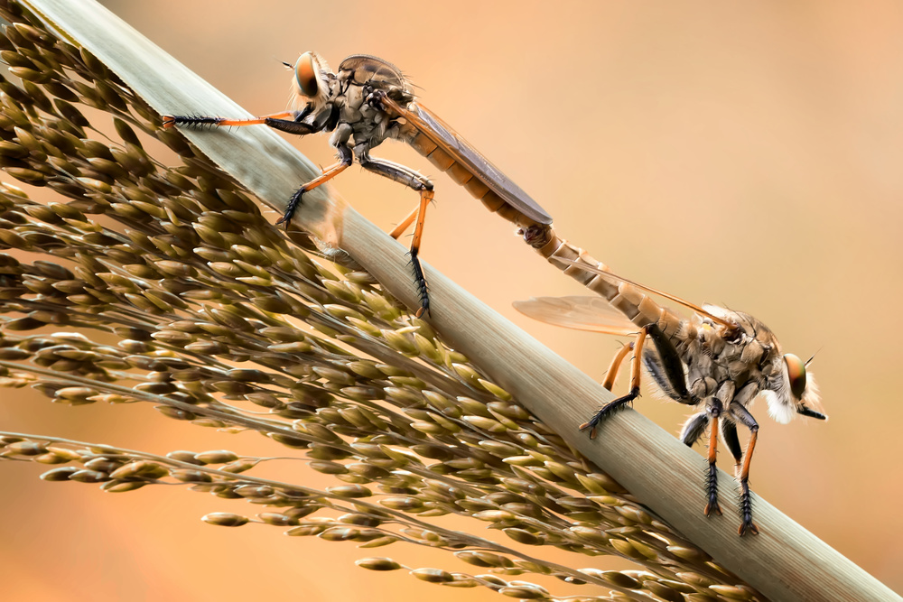Golden Robberfly Moment von Fauzan Maududdin