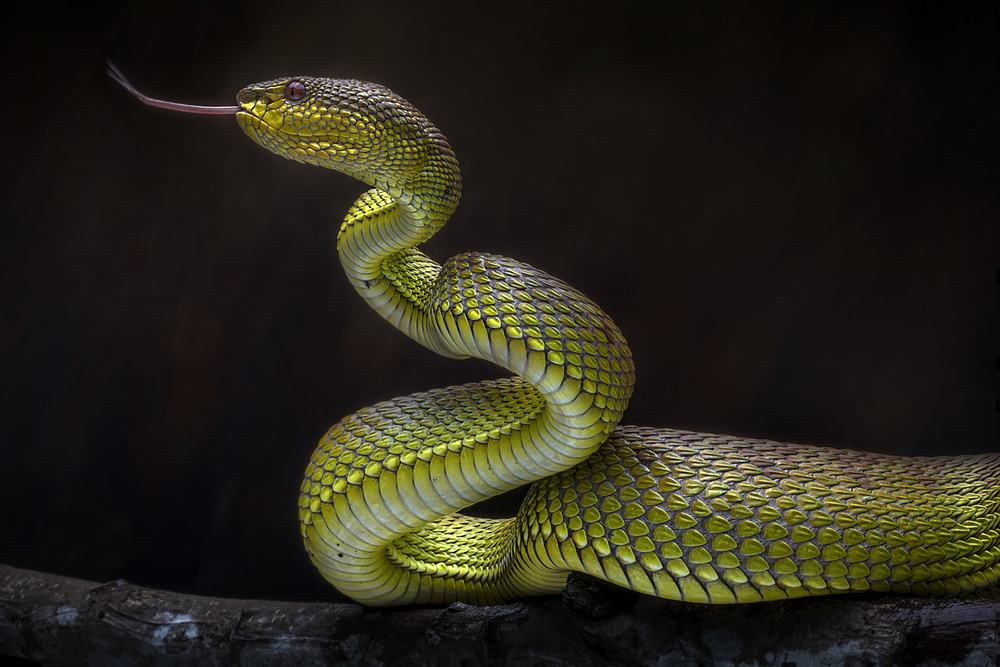 Scary Green Viper von Fauzan Maududdin
