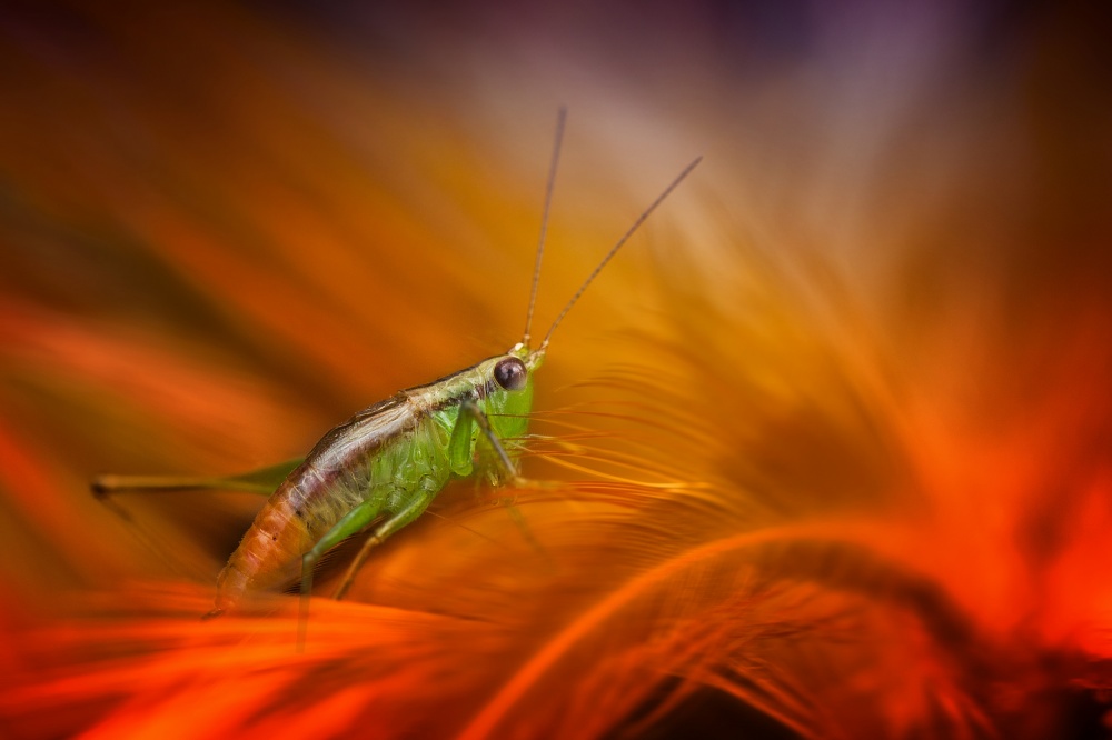 Hopper On Orange von Fauzan Maududdin