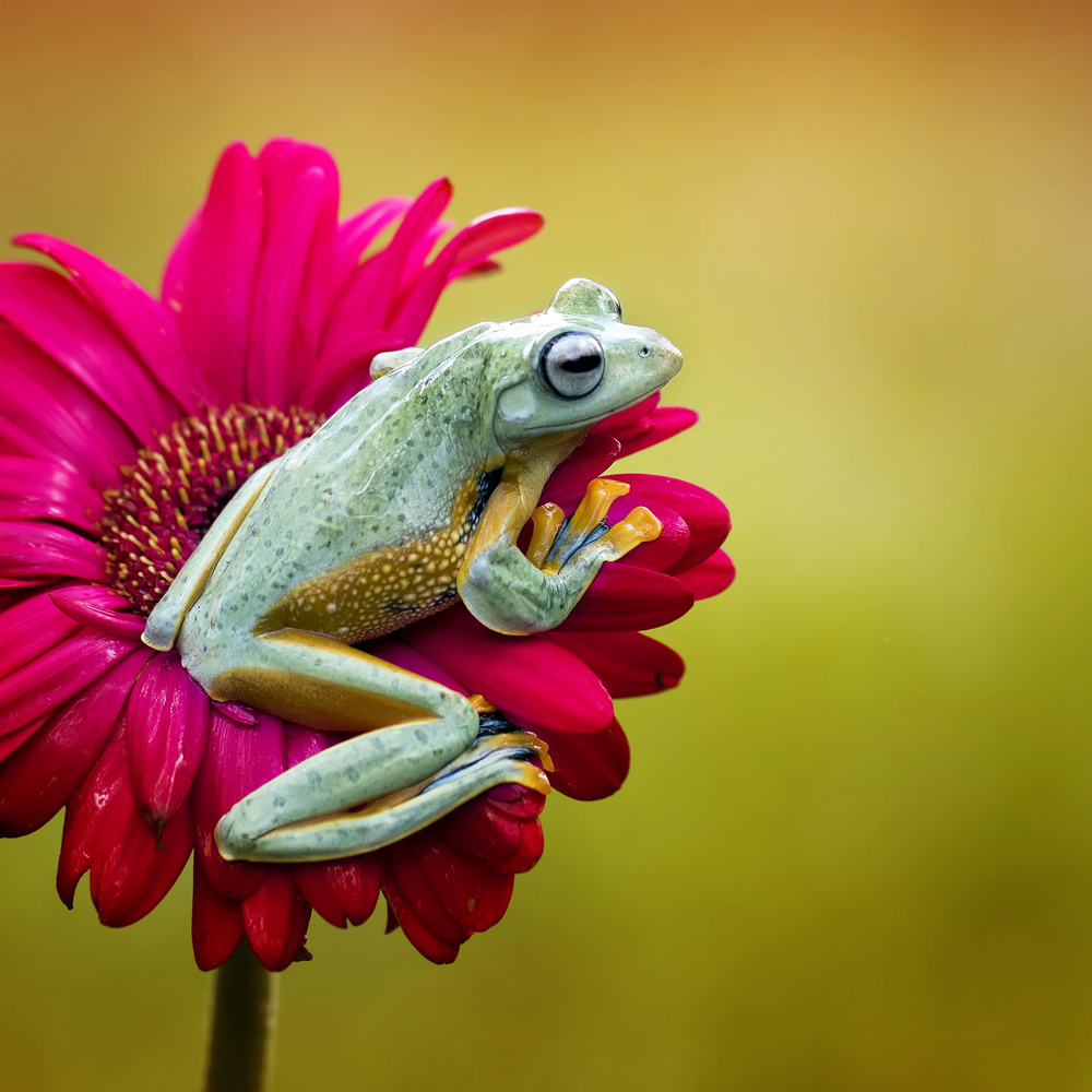 Pretty Frog von Fauzan Maududdin