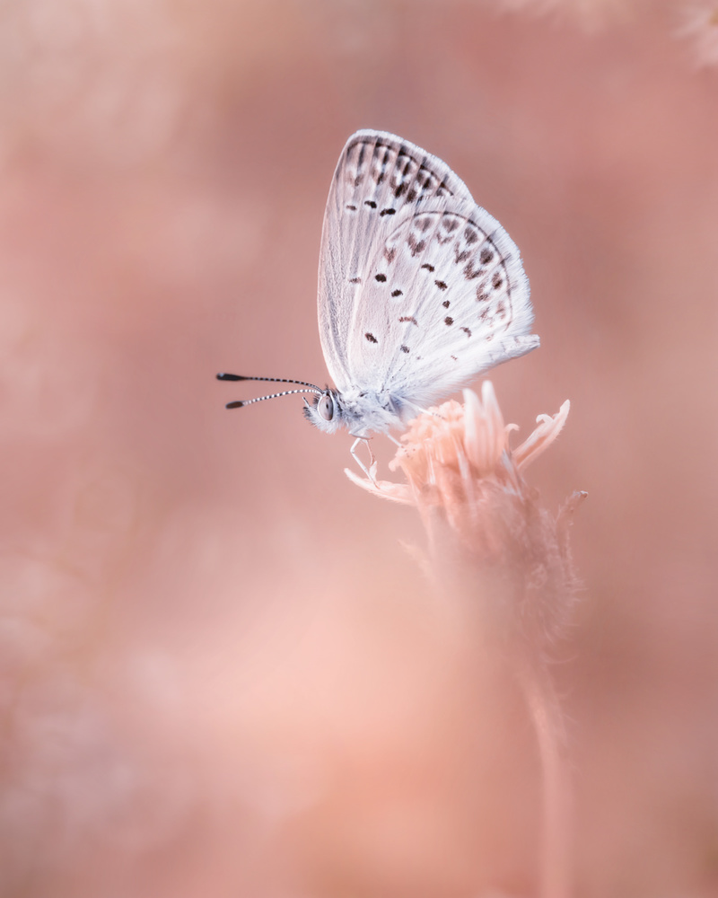 Little Butterfly von Fauzan Maududdin
