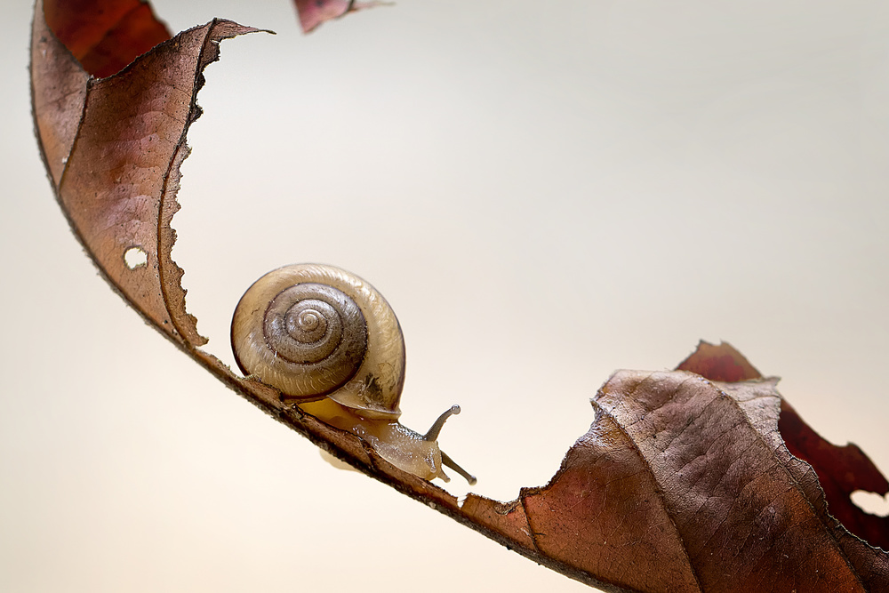 Curve Slide Snail von Fauzan Maududdin