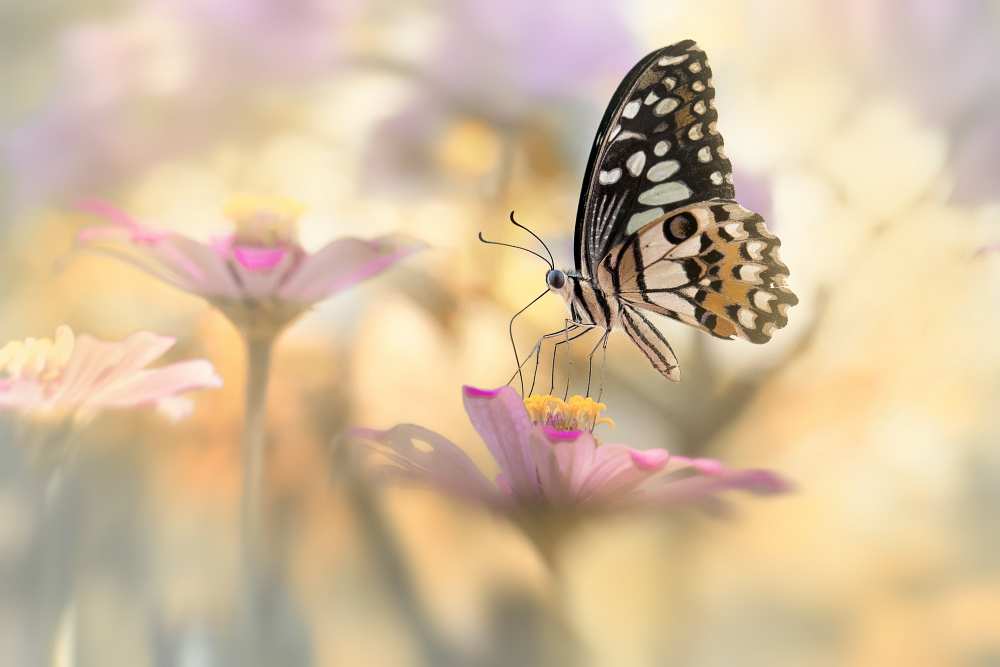 Lovely Morning Dance von Fauzan Maududdin