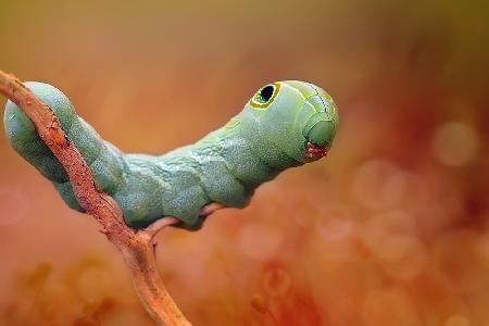 Funny Face Caterpillar