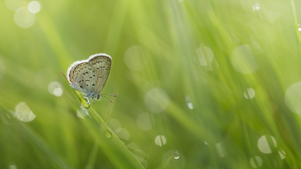 Morning Light von Fauzan Maududdin