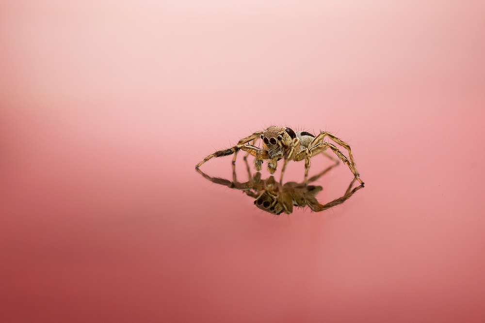 Narcissism von Fauzan Maududdin