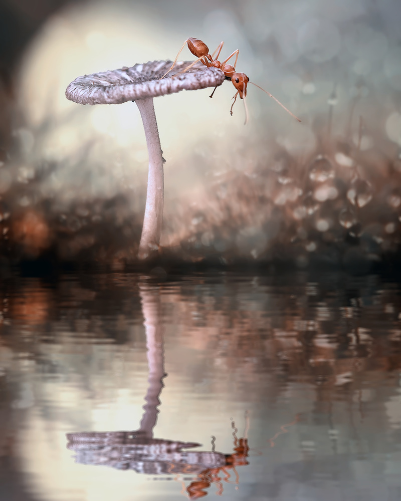 Narcissism Ant von Fauzan Maududdin