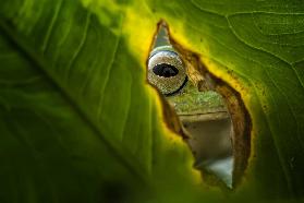 Peeking Frog