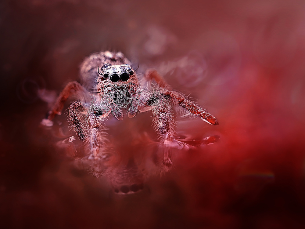 Red Spider von Fauzan Maududdin