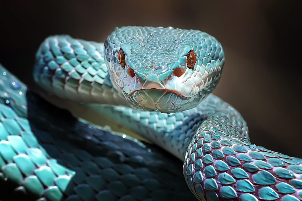 Sharp Look of Blue Insularis Viper Snake von Fauzan Maududdin