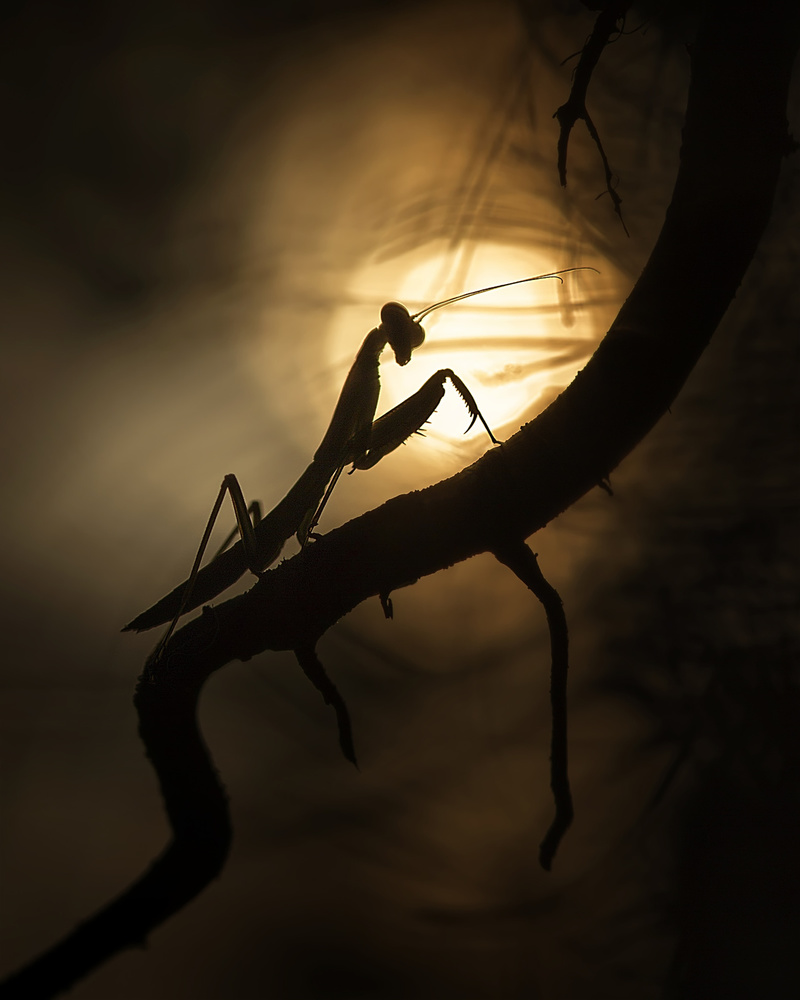 Shadows and Silhouette von Fauzan Maududdin