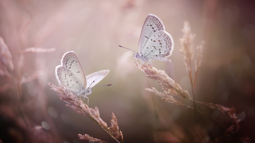 Beautiful Couple von Fauzan Maududdin