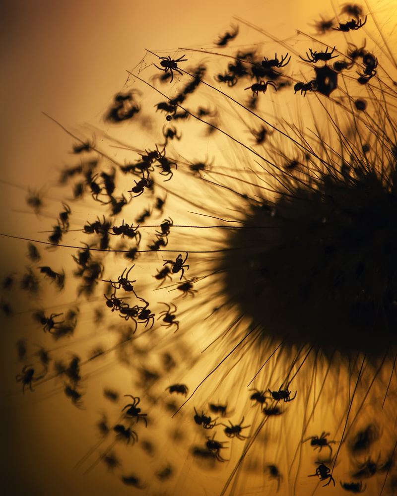 Silhouette of The Baby Spiders von Fauzan Maududdin