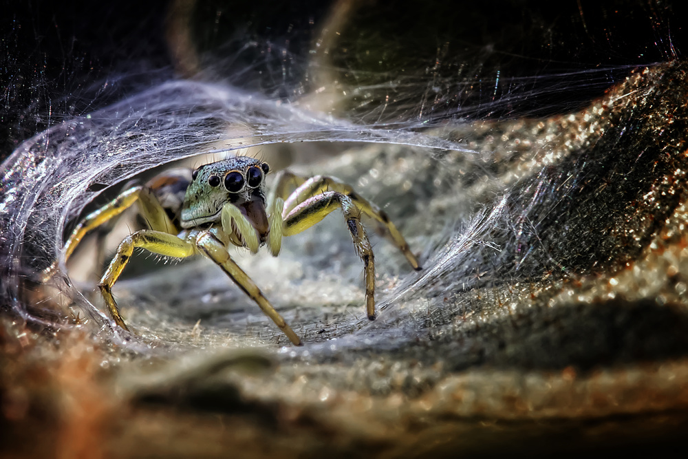 Spider At The Gate von Fauzan Maududdin