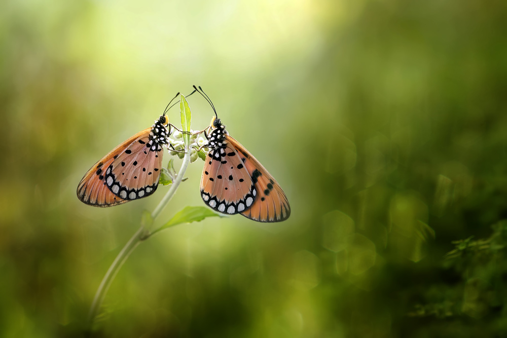 Feel The Sparks von Fauzan Maududdin