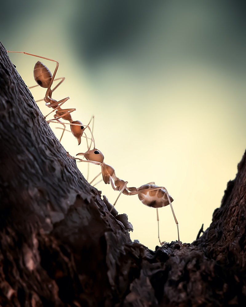 Meet Up von Fauzan Maududdin