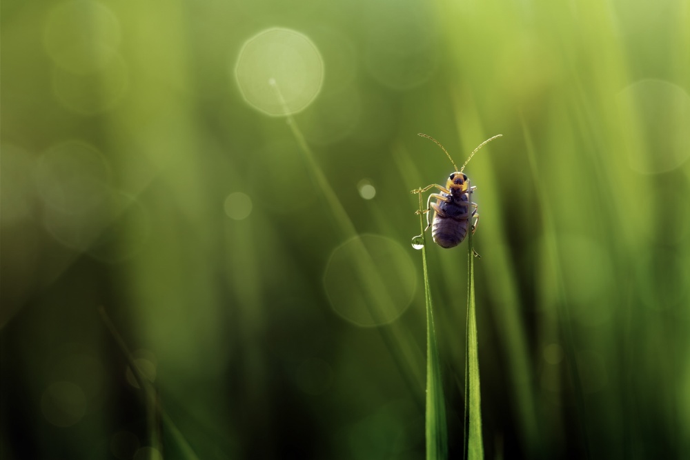 Over The Top von Fauzan Maududdin