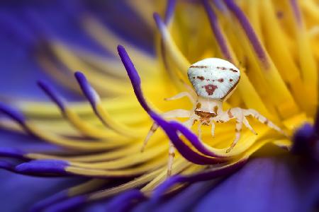 White Crab Spider