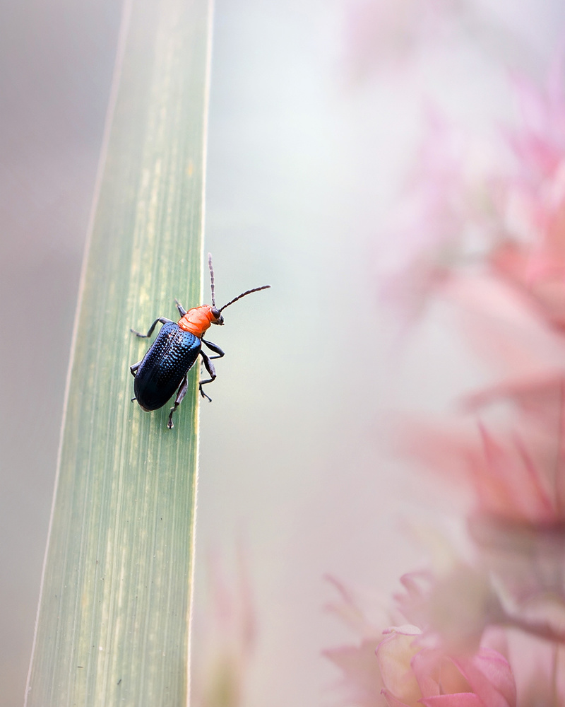 When Morning Comes von Fauzan Maududdin